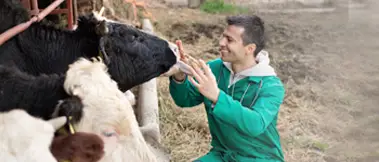 Çiftlik Hayvanları