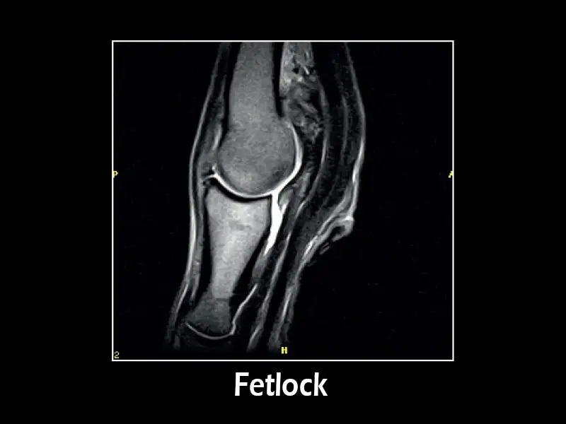 G-scan equine: Fetlock
