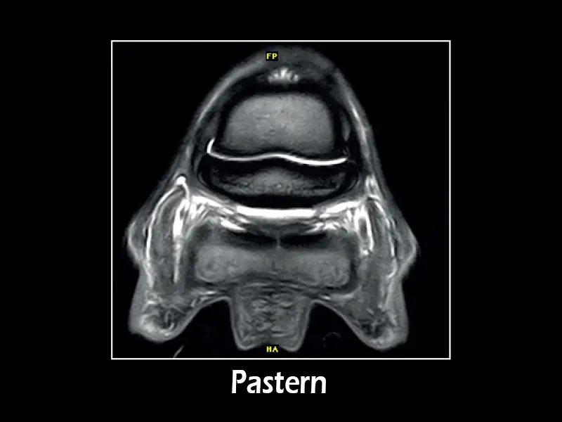 G-scan equine: Pastern