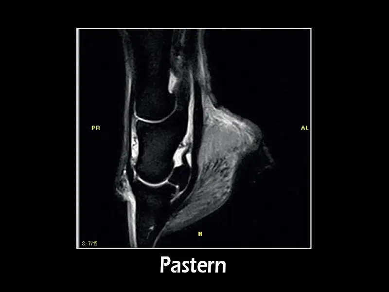 G-scan equine: Pastern