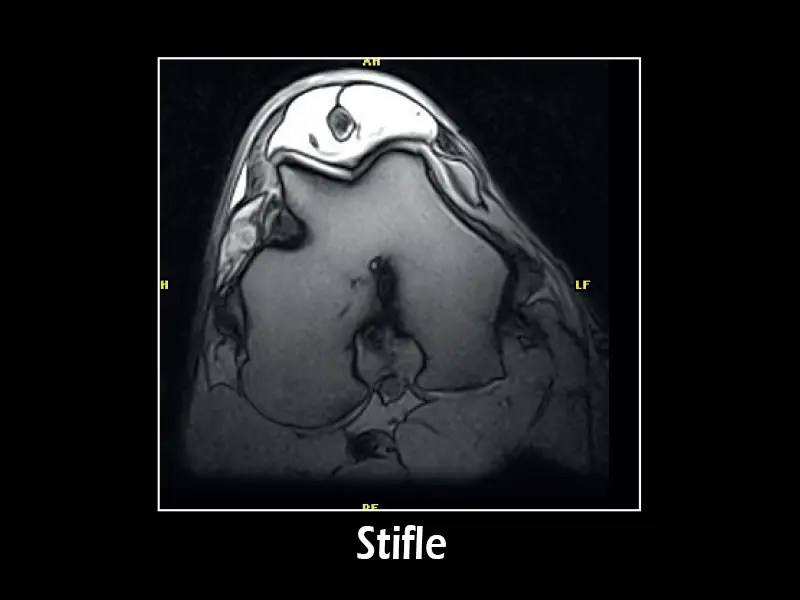 G-scan equine: Stifle