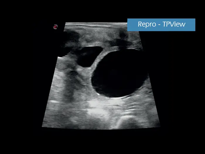 Klinik Görüntü - MyLab ™ AlphaVET Repro - TPView
