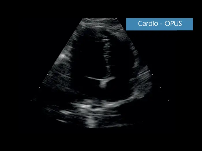 Klinik Görüntü - MyLab ™ GammaVET - Kardiyo OPUS