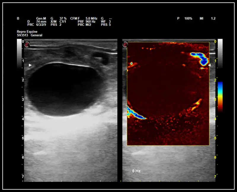 Klinik Görüntü - MyLab ™ OmegaVET - microV, İkili Mod, Yumurtalık vaskülarizasyonu (Mare)