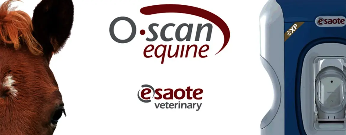 O-scan equine