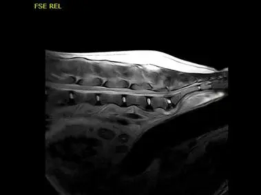 Vet-MR Grande