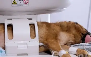 https://www.esaoteturkey.com/mri-system-in-veterinary-magnifico-vet