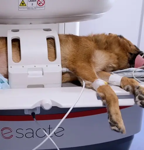 MRI system In Veterinary - Magnifico VET